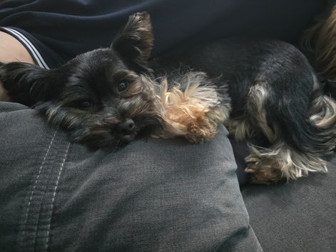 Yorkshire terriers study,mini