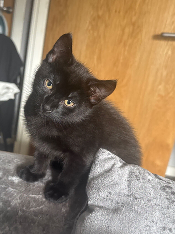 Super cute kittens