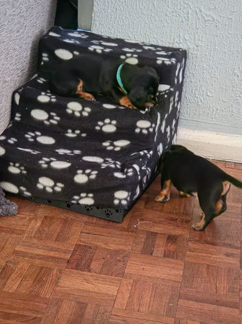 6 beautiful puppies looking for there forever lap