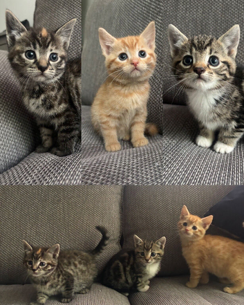 Kittens ready this weekend