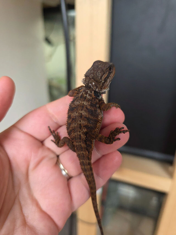 Baby red monster bearded dragons