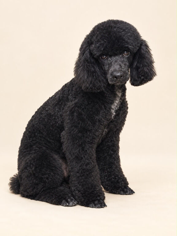 Gorgeous toy poodle