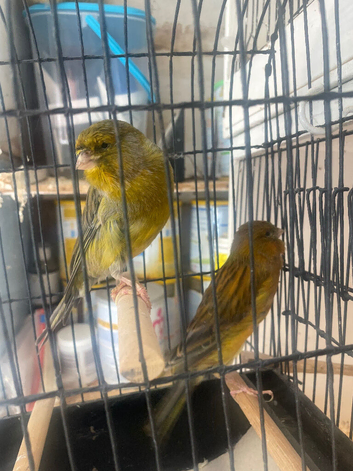 Yorkshire canaries for sale