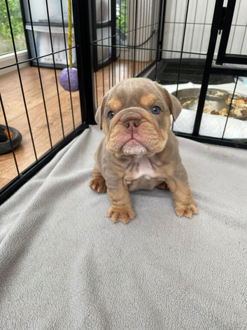 KC registered English Bulldogs