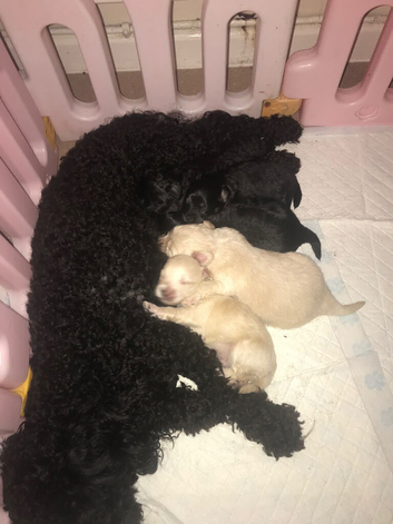 Teddy bear pomapoos