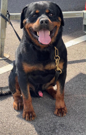 Pure German Rottweiler Male For Sale