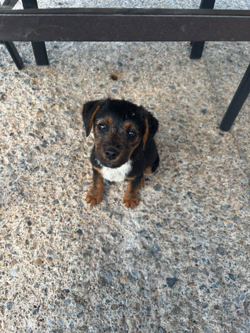 Border x Lakeland terrier pups
