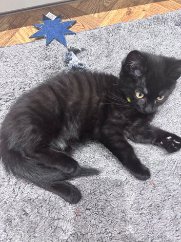 Maine coon kitty , mum Maine x British shorthair dad Maine coon
