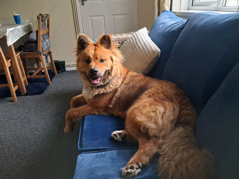 Malamute & Akita Mix called Kaiser