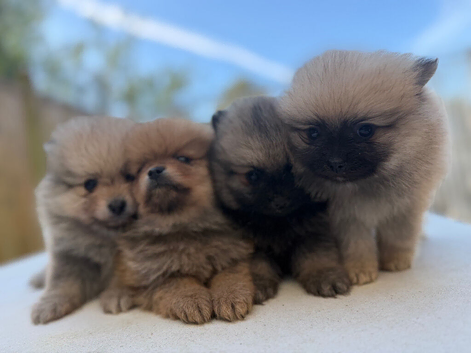 Teddy bear faced Pomeranian puppies