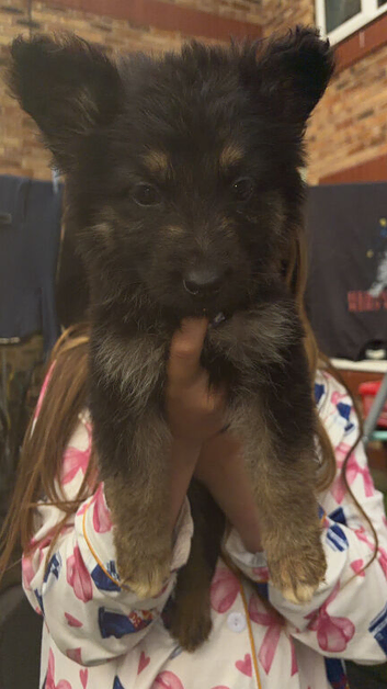 3 girl German shepards