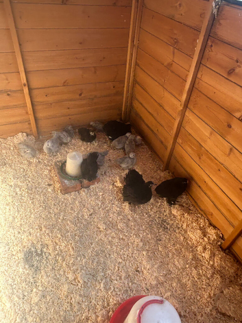 Pekin hens black and lavender