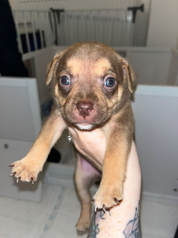 American pocket bully puppies