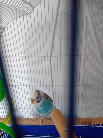 Budgie