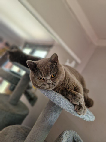 British shorthairs