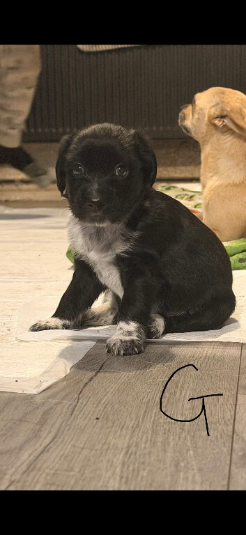 Sprocker pups for sale