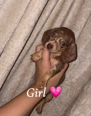 Miniature dachshund