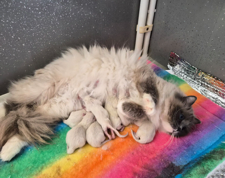 GCCF Registered Ragdoll Kittens