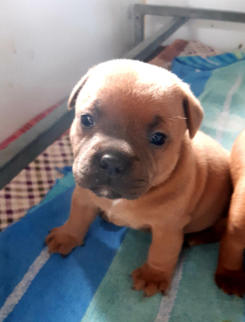 Red Staffy Pups