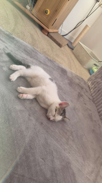Kitten