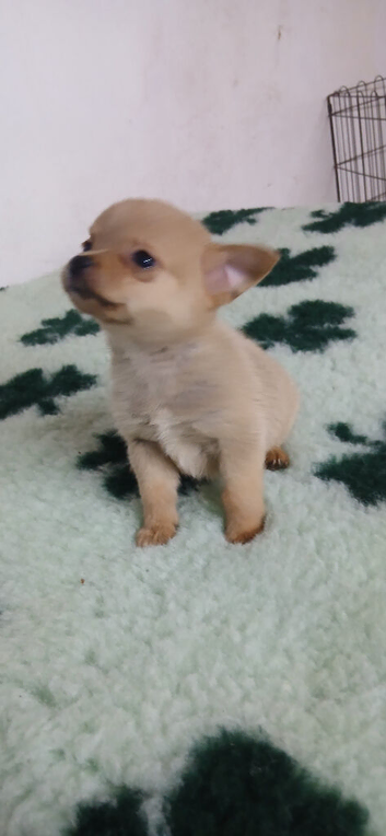 Pomchi