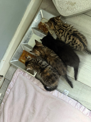 4 Beautiful Kittens For Sale &ndash; Ready Now &ndash; Birmingham