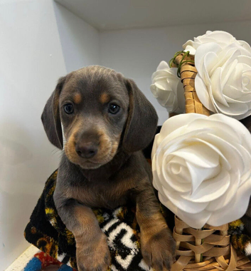 Beautiful mini dachshunds ready to go
