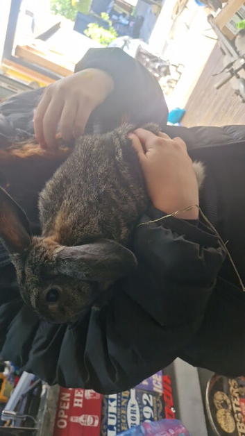 Male rabbit 16 weeks
