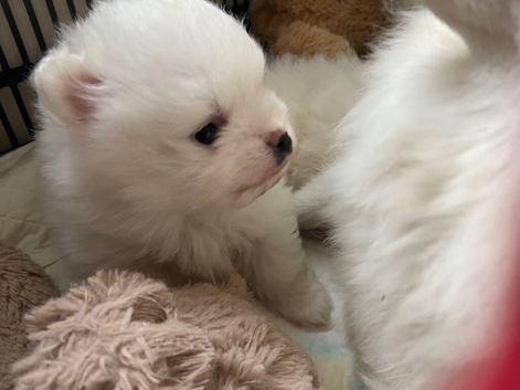 Beautiful White Pomeranians