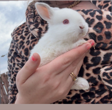 Gorgeous 7-Week-Old Baby Mini Lop Rabbits