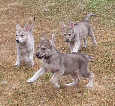 TAMASKAN PUPPIES PEDIGREE, REGISTERED AND EMBARKED