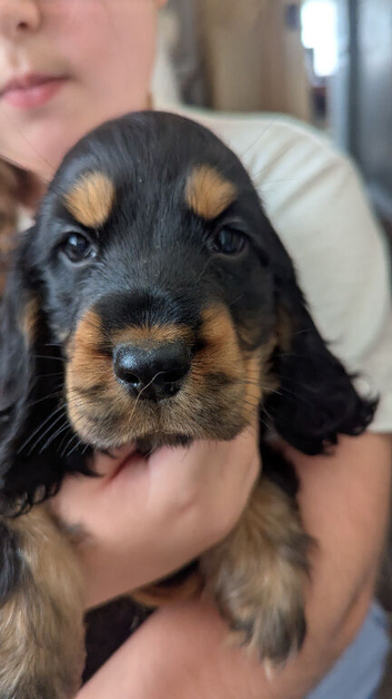 Last remaining cocker spaniel puppy reduced