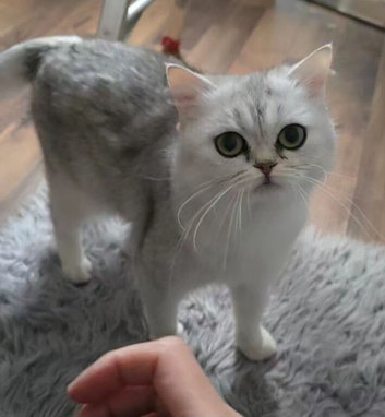 Scottish straight and Scottish fold