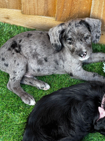 Cockapoo cross