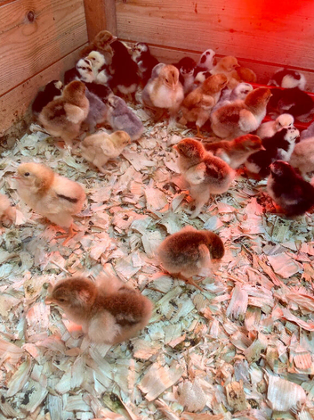 Day old chicks, various breeds and colours