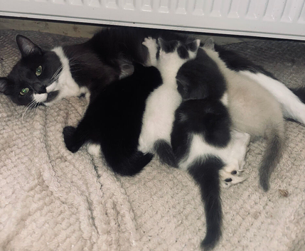 Cross Ragdoll & British Blue Kittens