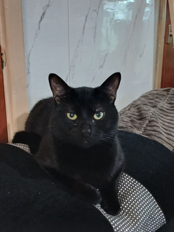 Male cat