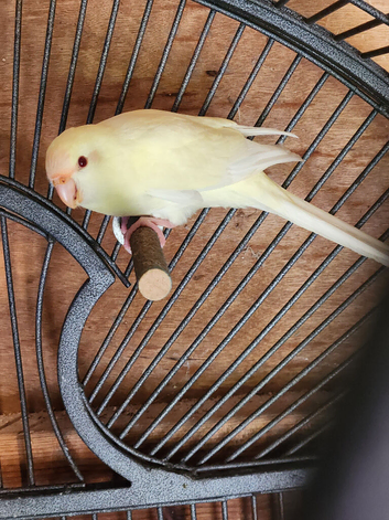 Kakarikis for sale
