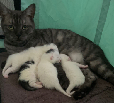 British shorthair cross