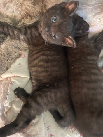 Five Gorgeous Kittens Looking for Their Forever Homes