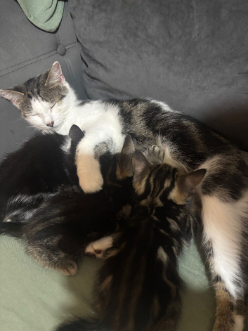 Kittens looking for their forever homes