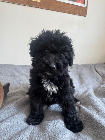 Beautiful yorkiepoo puppy