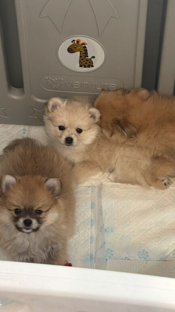 8 week old white pomerain girl