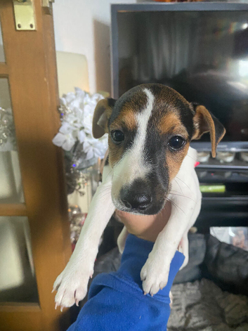 Beautiful girl looking for a home