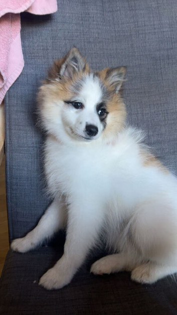 6 month old Pom