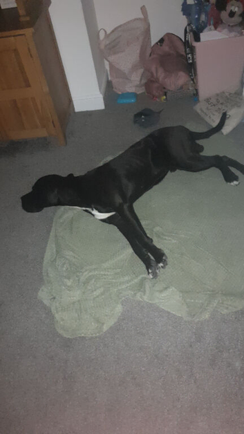 Great dane cross cane corso