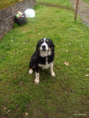 Border collie