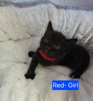 Kittens for sale