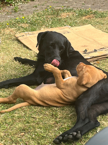 Stunning litter of 7 puppies: not to be missed