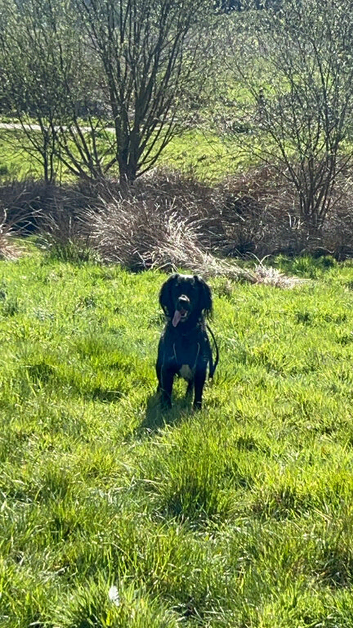 Apollo for new home